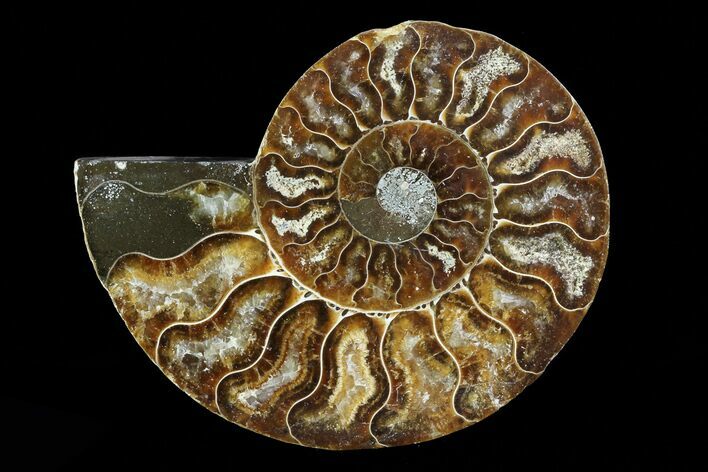 Agatized Ammonite Fossil (Half) - Madagascar #83861